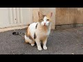 Lively Orange Cat With Her Shy Friend Circling Me With Loud Meows For Food