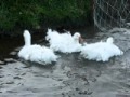 CHESHIRE POULTRY SEBASTOPOL GEESE CURLY BREASTED IN ENGLAND