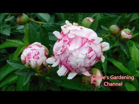 download lagu mp3 mp4 What Does A Peony Flower Look Like, download lagu What Does A Peony Flower Look Like gratis, unduh video klip What Does A Peony Flower Look Like