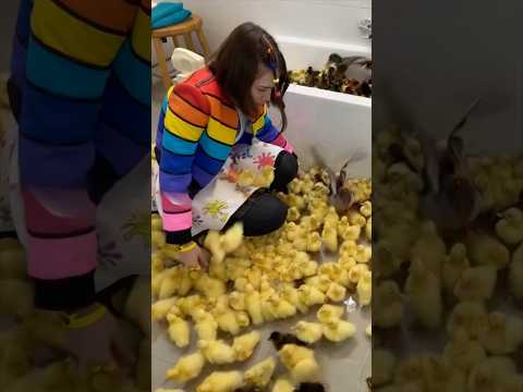 תראו מה קרה לברווז שלי😱 #friends #thankyou #foryou #like #fun