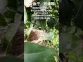 陳應隆的古坑橙實柳丁園～綠繡眼鶵鳥