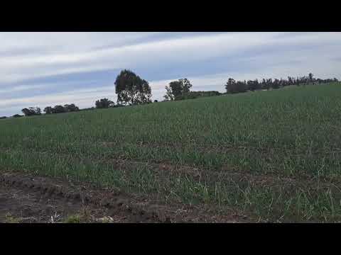 Video de YouTube - Campo en venta de 5 hectáreas 2.449 m² ubicado en Santa Rosa - Canelones.