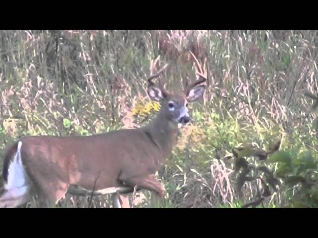 Big Michigan Buck