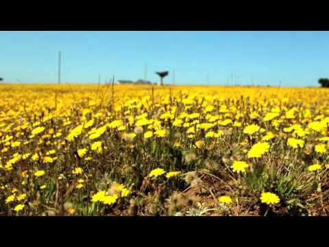 Oliver Schories - The Voice