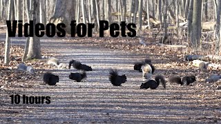 A Scurry of Squirrels on the Trail - 10 Hour Video for Pets and People to Watch - Apr 12, 2024