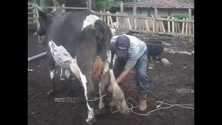 preview picture of video 'Lechería en Somoto Madriz (Ganaderos Somoteños)'