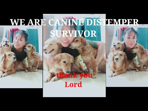 How my dogs survive to CANINE DISTEMPER #survivor  #doglover #how #recovery