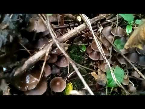 What are they ? Toadstools or Mushrooms 6