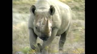 Rhino Survival | Dateline NBC | 07/07/1999