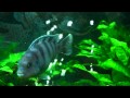 planted african cichlid tank 