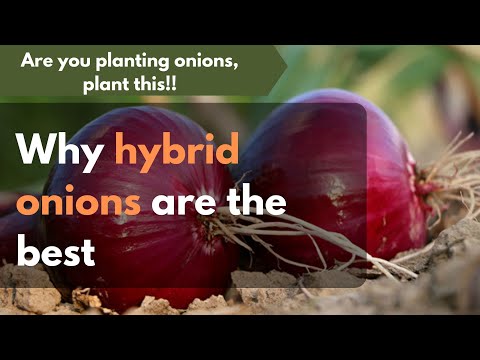 Bulb Onions Farming In Kenya Best Onion Fertilization Schedule 2025
