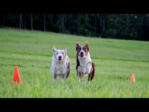 Aragorn & Legolas - OBEDIENCE - 10 months! Border Collie brothers