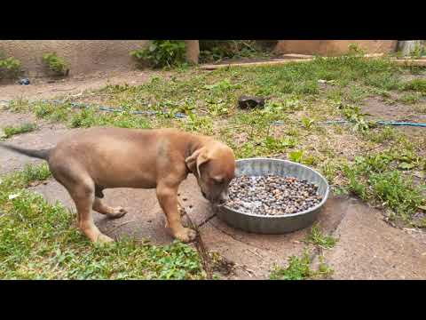 man that Rachael Ray dog food it's some good stuff...