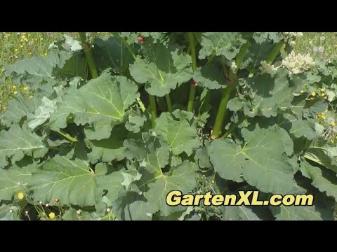 Rhabarber im Garten anbauen und ernten