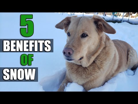 Seaweed Fertilizer 4 Easy Ways To Amend Your Garden With Seaweed