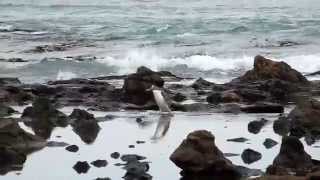 preview picture of video 'NEW ZEALAND #2: Curio Bay with penguins (South Island).'