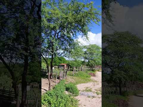 minha vida simples aqui no sítio cabelo carnaiba sertão de Pernambuco #roça #chuva #sitio #sertão
