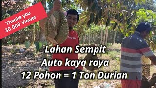Download lagu Lahan Sempit tidak masalah || 12 Pohon Durian Monthong dapat 1 Ton , Lahan cuma 1/2 Hektar. mp3