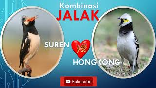 Download lagu MANTAP ...!!! KOMBINASI SUARA JALAK SUREN VS JALAK HONGKONG mp3