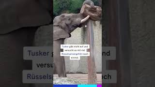 Dem geschickten Star-Elefanten Tusker passiert ein Missgeschick 🐘🇨🇭
