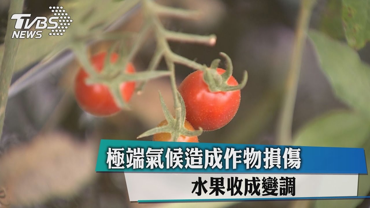 極端氣候造成作物損傷　水果收成變調