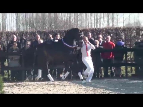 INDIAN ROCK by Apache x Vivaldi.Champion of Holland 2016.KWPN