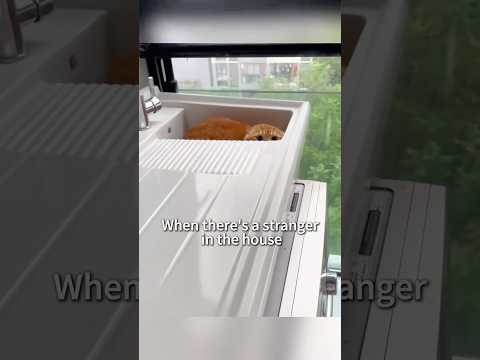 Social fear cat 😂🤣#funnyvideos #cute #PetsOf