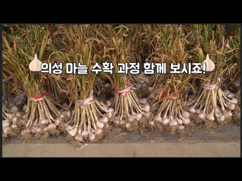 의성마늘 맛있는 만큼 수확과정도 많음!!