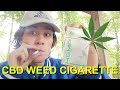 Smoking A CBD Hemp Cigarette Review