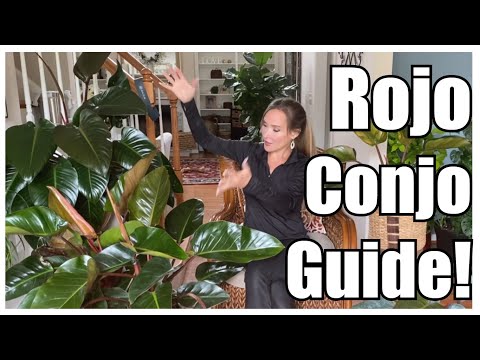 Secrets to GROW GIANT Rojo Congo Philodendron | GROW Rojo Congo FAST | Rojo CONGO Plant Care Guide