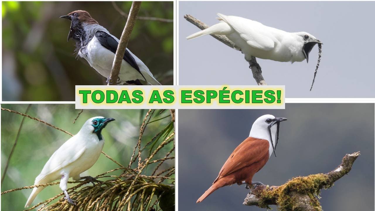 ARAPONGAS! AS AVES COM O CANTO MAIS ALTO DO MUNDO!!! VEJA TODAS AS ESPÉCIES DESSA AVE INCRÍVEL!!!