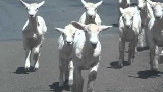 faze tari oi pe strada