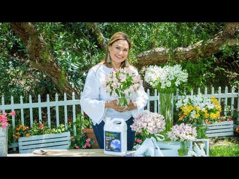 Growing & Cutting Alstroemeria Flowers - Home & Family