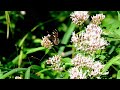 Amazing Nature Beautiful Blooming Flower Time Lapse Video