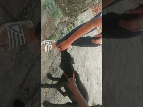street dog grip😂// #street #pitbull #shorts