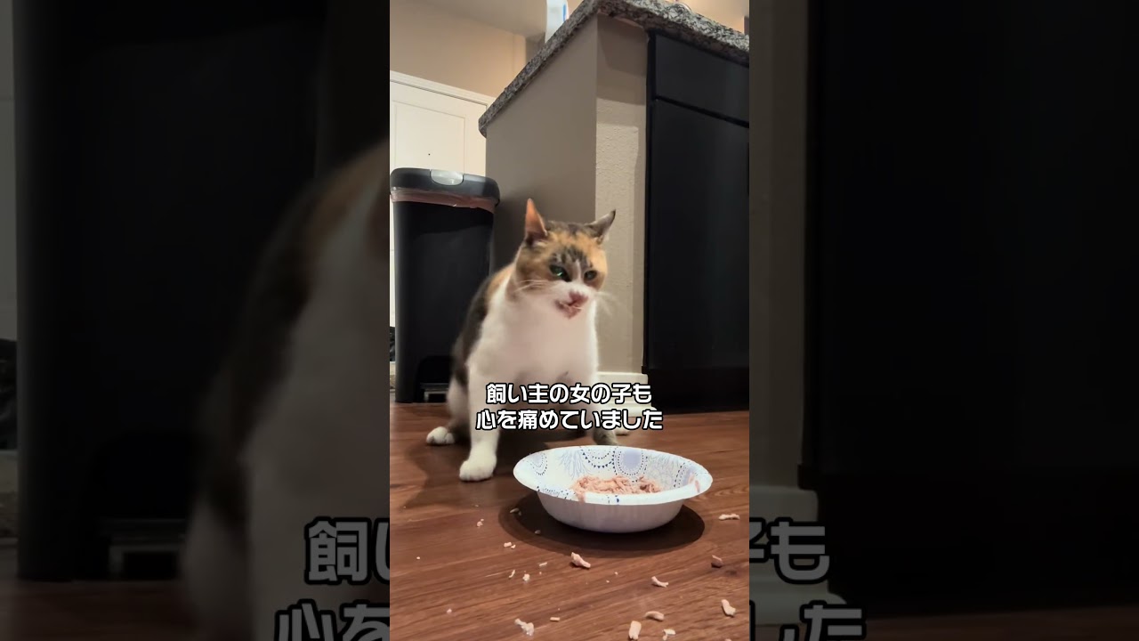 障がい猫に優しいサプライズ😭