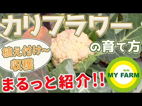 カリフラワーの準備: どのようなオプションがありますか? 植物
