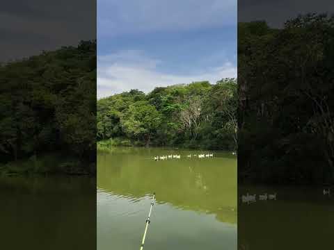 Patinho na Lagoa #lagoa #lagos #pato #patos #riodejaneiro #voltaredonda #pesca #pescaria #tarde #rfl