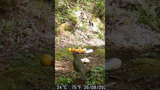 Sabiá Laranjeira Flagrado Na Ceva De Milho! 🐦🐺🐒#shorts #viral #shortvideo #youtubeshorts #viralvideo