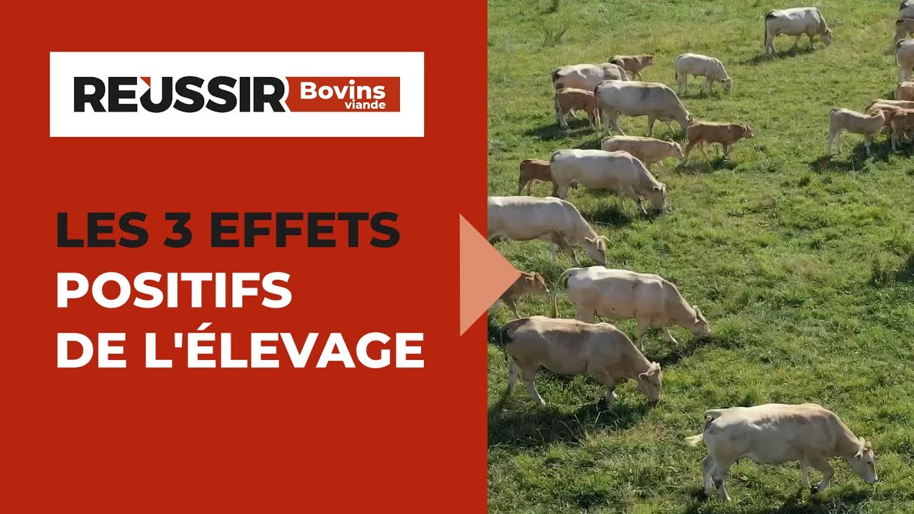 Les 3 effets positifs de l'élevage