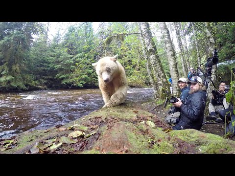 Meet the spirit bears of Canada’s Great Bear Rainforest