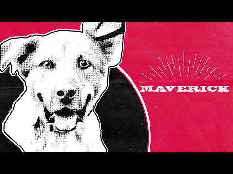 Mahindra ROXOR // Maverick