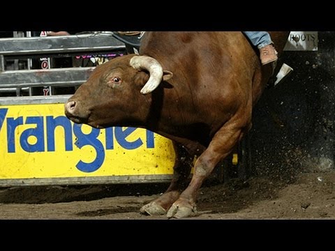 Brand of Honor: Little Yellow Jacket (PBR)