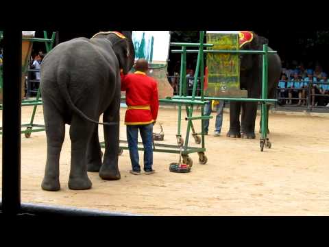 IOI 2011 - The Elephant Show - Drawing