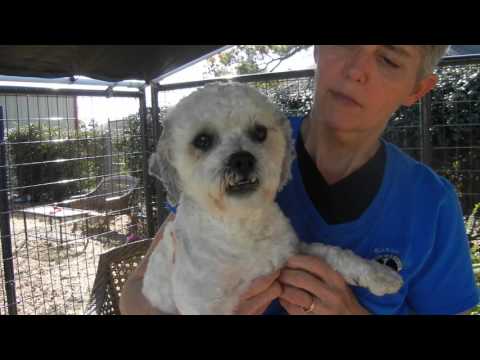 Chance, an adopted Poodle & Shih Tzu Mix in Houston, TX_image-1