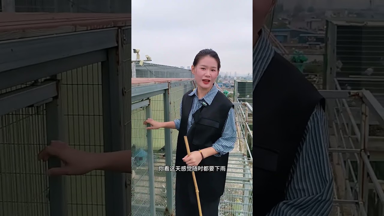 秋雨綿綿，第二關400公里，比賽延期 #pigeon #賽鴿 #鴿舍