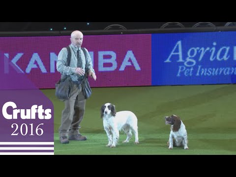 Gundog Display - Adrian and Caroline Slater | Crufts 2016