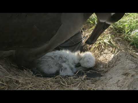 Albatros čiernopásy (Phoebastria nigripes) — mláďa v kolónii Midway