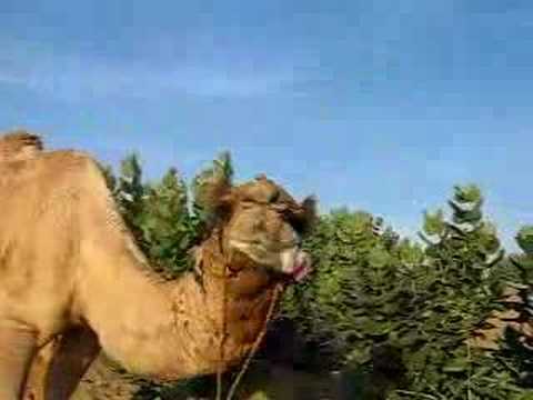 A mi camello no le gusta la pizza