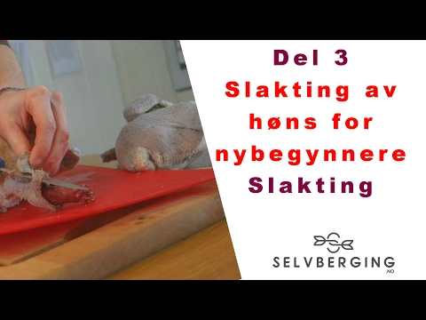 , title : 'Slakting av høns for nybegynnere'